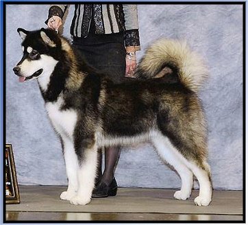 Alaskan Klee Kai kennel «SONG OF ICE»